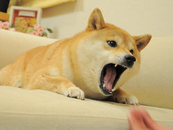 Angry Doge ANFD
